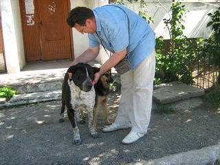 Володя (пес) 4.jpg