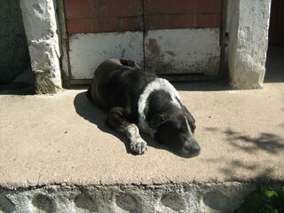 Володя (пес) 3.jpg