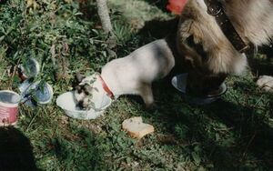 Тедді та Яша.jpg