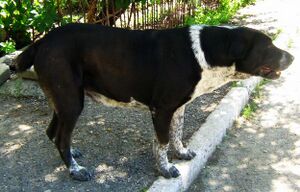 Володя (пес) 1.jpg