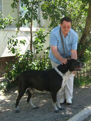 Володя (пес).jpg