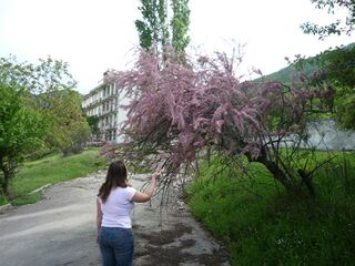 Объект 221 P1020936.JPG