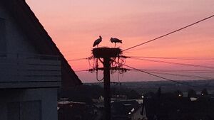 IMG 20250610 220658.jpg