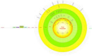 Ходирєва Єлизавета (родовідне сонце).jpg